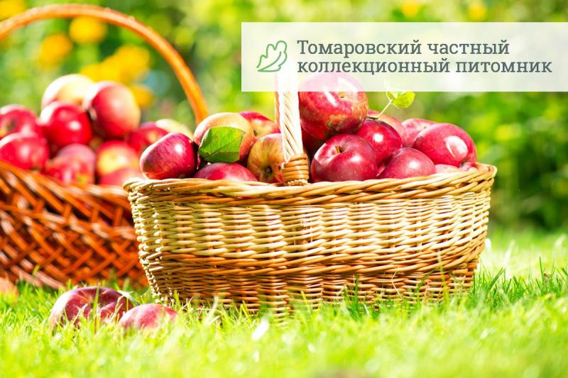 «Томаровский питомник растений» — каталог с онлайн-заявкой