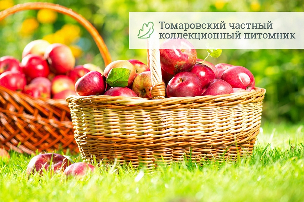 Разработка сайта для Томаровского питомника растений
